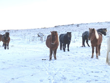 Iceland-Iceland Shorts-Northern Lights Ride